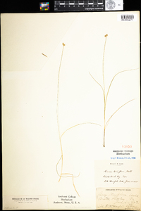 Carex tenuiflora image