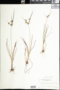 Cyperus lupulinus image