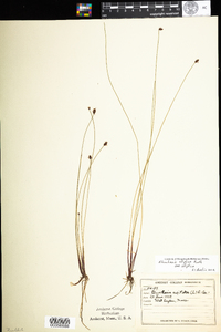 Eleocharis elliptica image