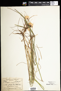 Eriophorum virginicum image