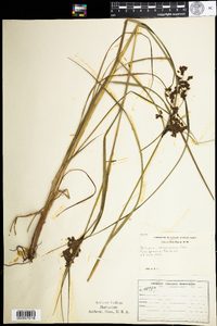 Scirpus atrocinctus image