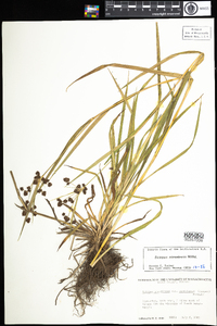 Scirpus atrovirens image