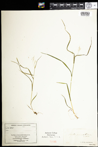 Agrostis perennans image