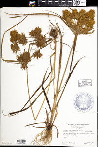 Cyperus erythrorhizos image