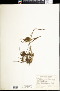 Cyperus erythrorhizos image