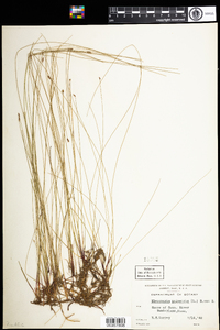 Eleocharis palustris image