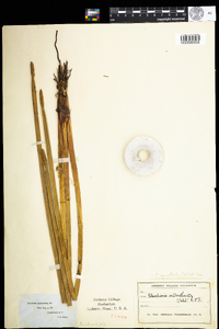 Eleocharis equisetoides image