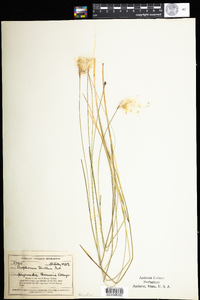 Eriophorum tenellum image