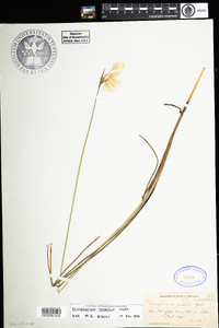 Eriophorum tenellum image