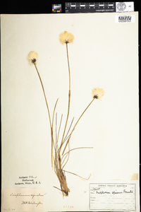 Eriophorum vaginatum image