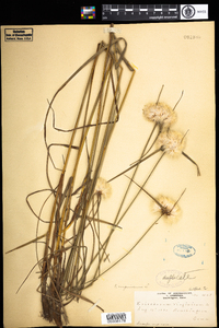 Eriophorum virginicum image