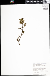 Ilex mucronata image