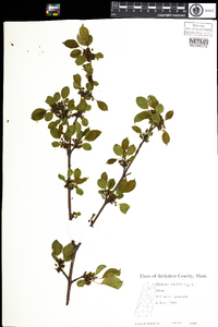 Rhamnus cathartica image