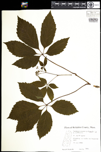 Parthenocissus quinquefolia image