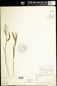 Dichanthelium scribnerianum image