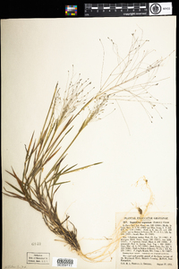 Digitaria cognata image