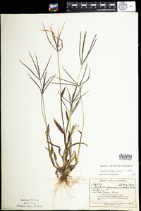 Digitaria sanguinalis image