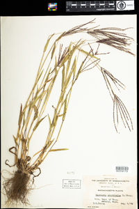 Digitaria sanguinalis image