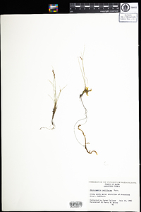 Rhynchospora capillacea image