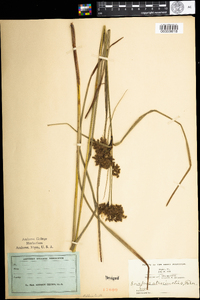 Scirpus atrocinctus image