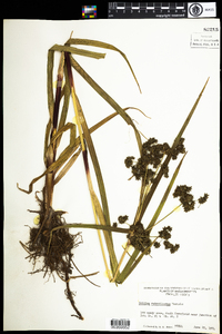 Scirpus expansus image