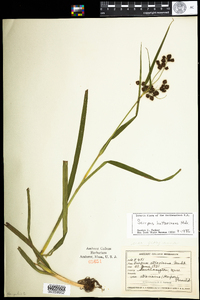 Scirpus hattorianus image