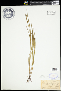 Scleria reticularis image