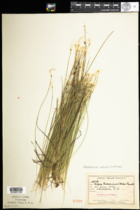 Trichophorum alpinum image