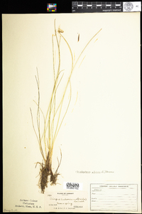 Trichophorum alpinum image