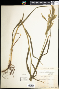 Bromus latiglumis image