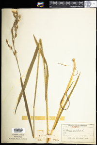 Bromus secalinus image