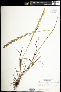 Lolium perenne ssp. multiflorum image