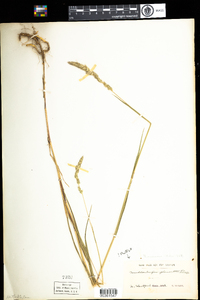 Muhlenbergia glomerata image