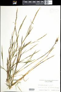 Muhlenbergia mexicana image