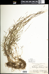 Muhlenbergia schreberi image