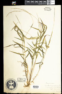 Muhlenbergia sobolifera image