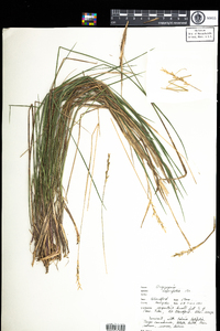 Oryzopsis asperifolia image