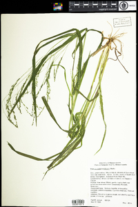 Panicum dichotomiflorum image