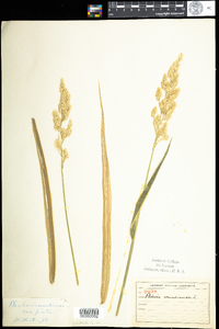 Phalaris arundinacea image