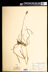 Phleum alpinum image