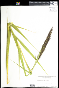 Phragmites australis image