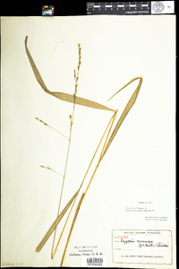 Piptatherum racemosum image