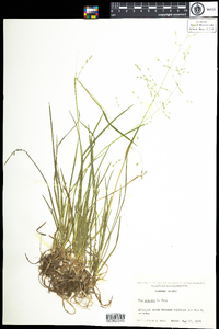 Poa alsodes image