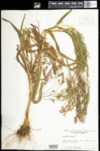 Panicum miliaceum image