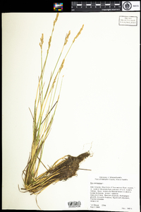 Poa compressa image