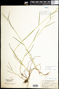 Poa compressa image