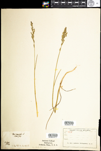 Poa compressa image