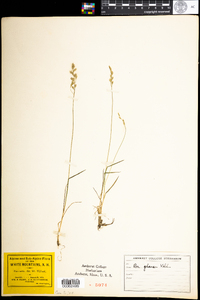 Poa glauca image