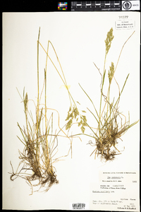 Poa pratensis image