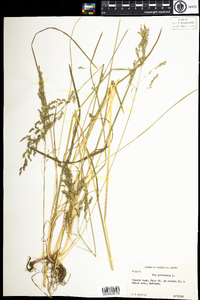 Poa pratensis image